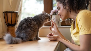 Young afro woman petting and feeding her domestic cat at home