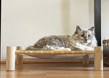 Cat on Cat Hammock