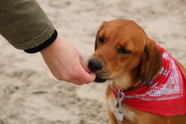 brown dog wearing bandana enjoying a treat on a beach