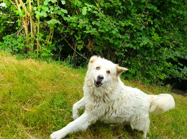 A big cheerful Great Pyrenees dog runs .