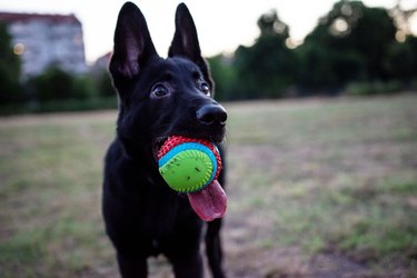 German shepherd with ball