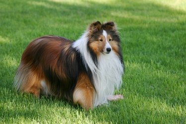 Adorable Sable Sheltie