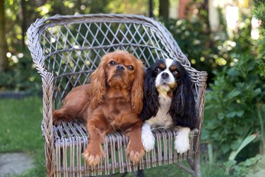 Two dogs on a chair outside