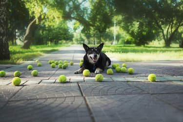 Happy dog on a sidewalk surrounded by tennis balls.