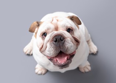 how long is a british bulldog pregnant for