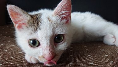 Cute white kitten staring at camera