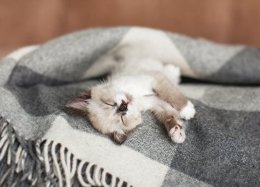 Cat relaxing on knitted plaid in home interior of living room