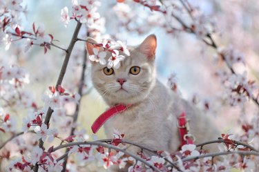 Close-up portrait of a purebred kitten at the blooming tree