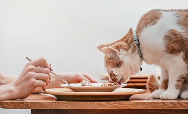 Small white and brown cat eating from plate on table with remains of chicken, woman hand with fork other side