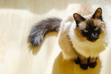 Balinese cat sitting in the afternoon sunlight.