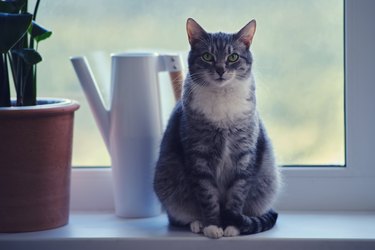 Adult gray cat near the window, pet on a white window sill indoor home