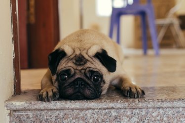 Closeup of a pug