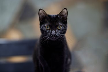 Beautiful portrait of a cute black kitten on blurry background, shallow focus