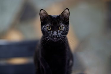 145 Black Cat Names for Males and Females - Good Names for Black Cats