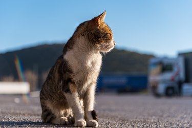 A stray cat in a parking lot