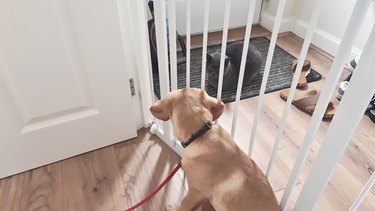 Dog and cat getting to know each other through a gate