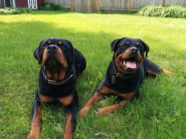 Cute Rottweiler Dogs On Lawn