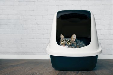 Maine Coon Cat Looking Curious Out Of A Litter Box.