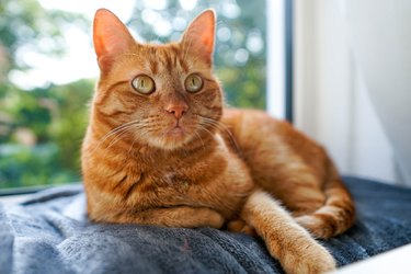 Orange Cat Lying On A Grey Plaid