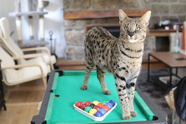 Savannah cat standing on a pool table at home.