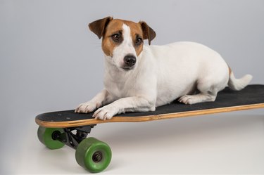 Dog jack russell terrier posing on a longboard in front of a white background.