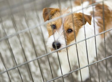 Pet travel, transport. Cute dog puppy looking in the cage.