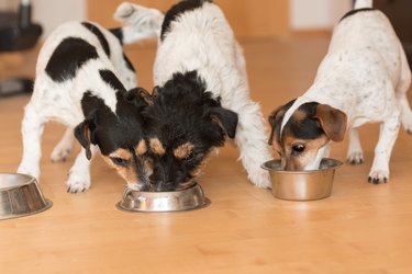 Three small friendly Jack Russell Terrier dogs eats without jealousy side by side at home