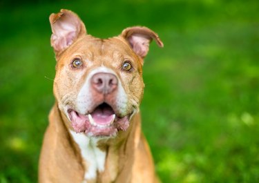 A happy senior Pit Bull Terrier mixed breed dog