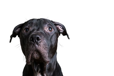 Close-up headshot of pit bull terrier over white background
