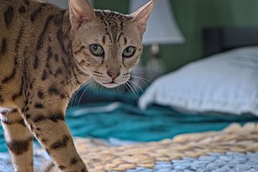Selective focus of an adorable Ocicat standing on a bed