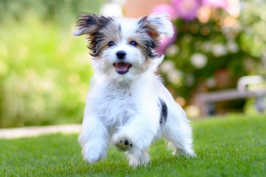 Cute, happy puppy running on summer green grass