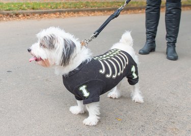 Petco's Halloween Collection Features Matching Pajamas for You & Your Pet