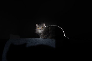 A gray cat is sitting on top of a sofa in a dark room with moonlight shining on them.
