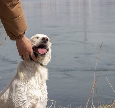 Man's hand stroking a white dog outside by water