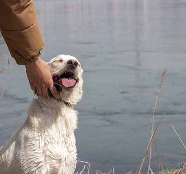 what is normal blood pressure range for dogs