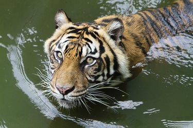 tiger in the water