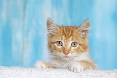 Cute orange colored tiny kitten