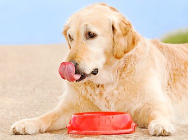 Golden Retriever drinking water outdoor