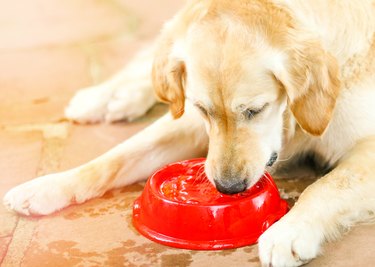 Golden Retriever drinking water from a bowl