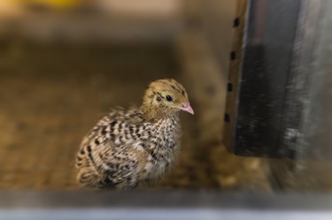 domestic quail baby