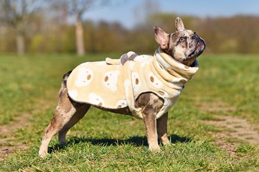 Merle colored French Bulldog dogs wearing bathrobe made from fleece fabric