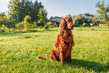 220 Irish Dog Names | Cuteness