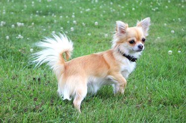 Long haired store rat terrier mix