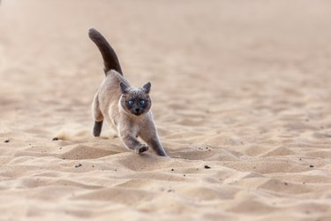 Funny crazy thai cat running on the sand outdoors at the summer beach. Portrait of siamese cat in motion at nature.
