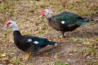 Male and female Muscovy ducks