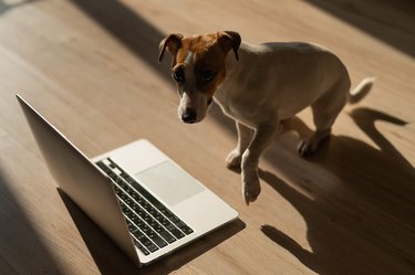 Jack Russell Terrier dog sitting at a laptop on a wooden floor.