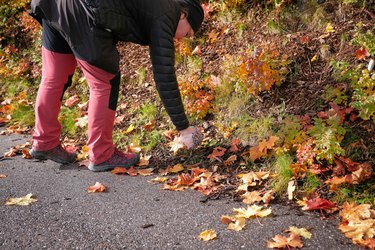 Picking up dog poop along a leafy trail