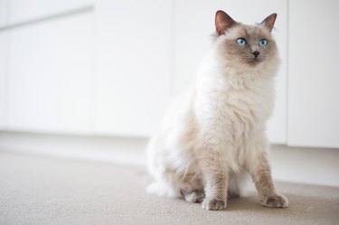 Ragdoll Cat Breed Characteristics