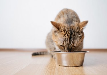 Hungry cat eats dry food from an steel bowl.