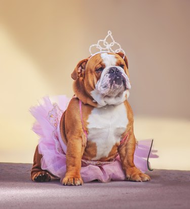 a cute bulldog dressed up in a pink tutu and a princess tiara crown toned with a retro vintage instagram filter app or action effect